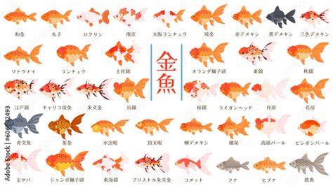 金魚 金色|金魚の種類（品種）一覧を紹介します